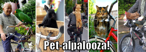 User-uploaded image for Pet-alpalooza
